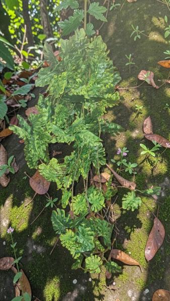 ENREDADERA HIEDRA ZANDALIA VERDE/AMARILLO 2.40MTS X UNID