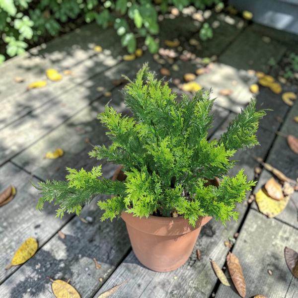 RAMO HOJAS VERDE HELECHO 32CM X UNID