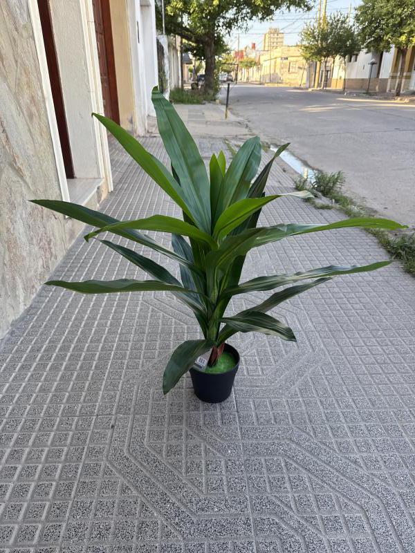 PLANTA PALO DE AGUA 80CM EN MACETA