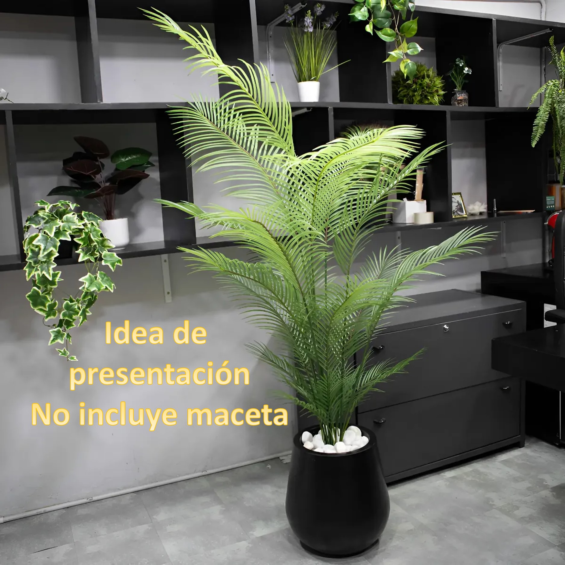 PALMERA PINDO X 3 UNID 130CM